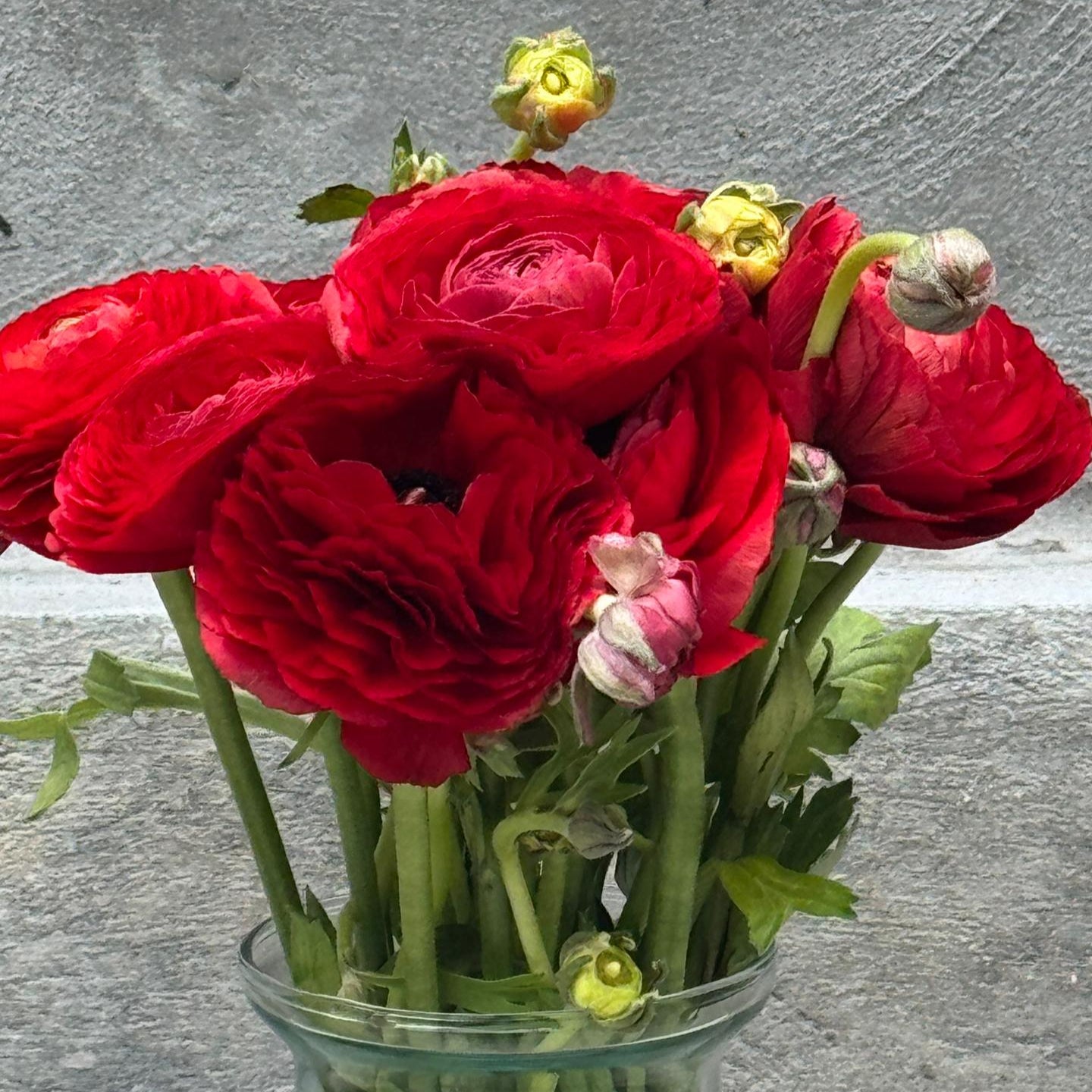 Ranunculus