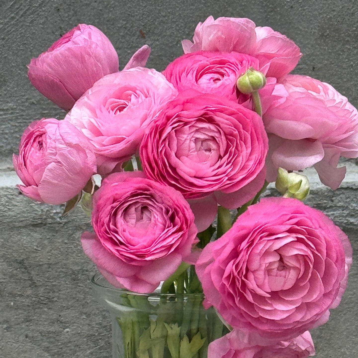 Ranunculus