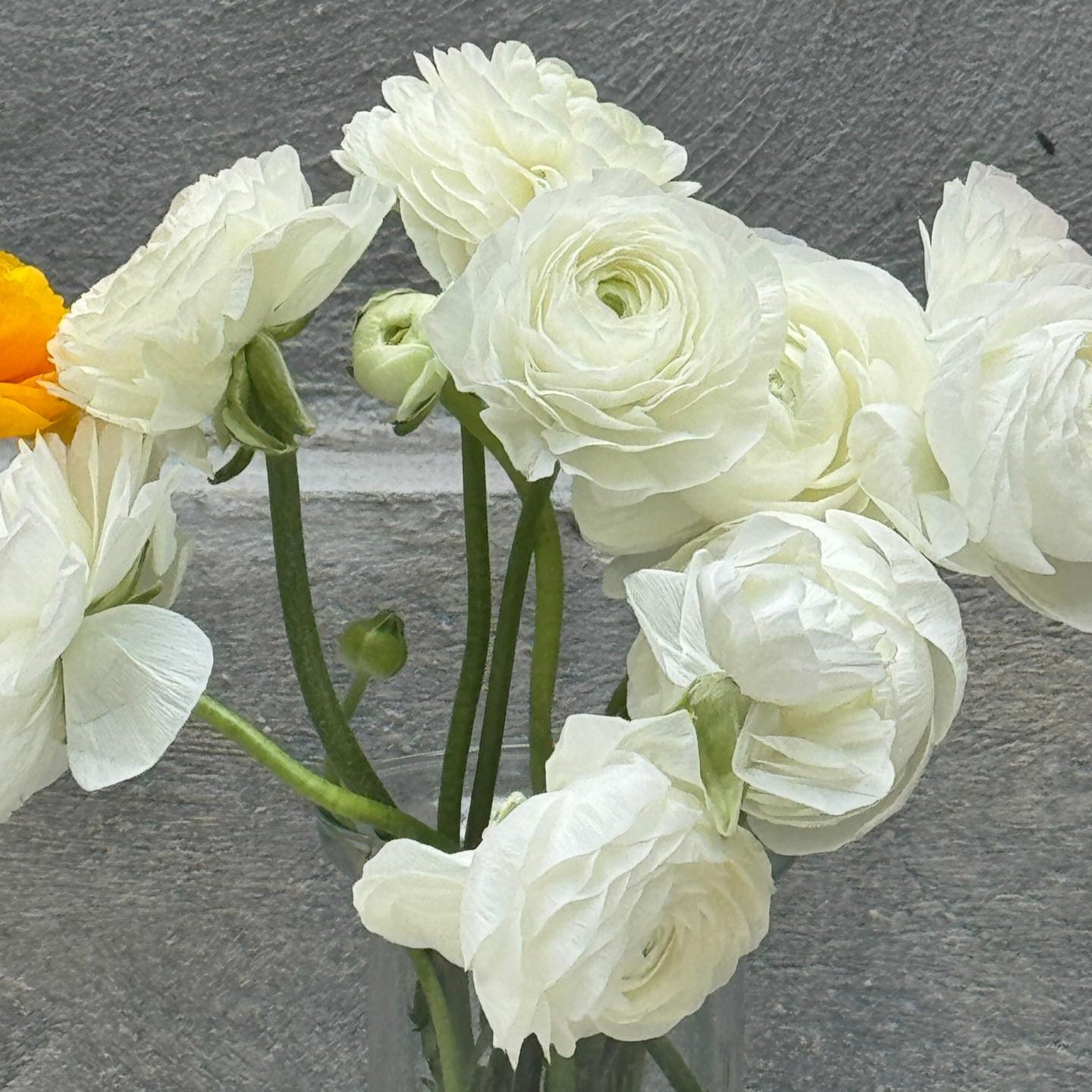 Ranunculus