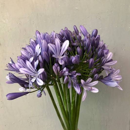 Agapanthus