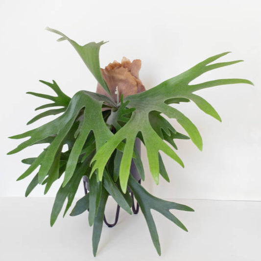 HELECHO CACHO VENADO PM