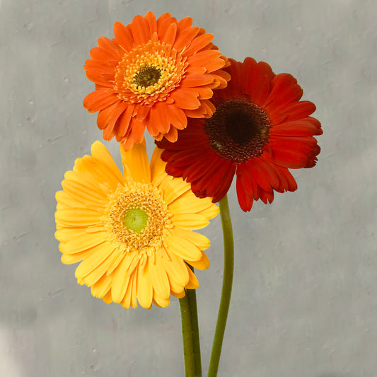 Gerberas