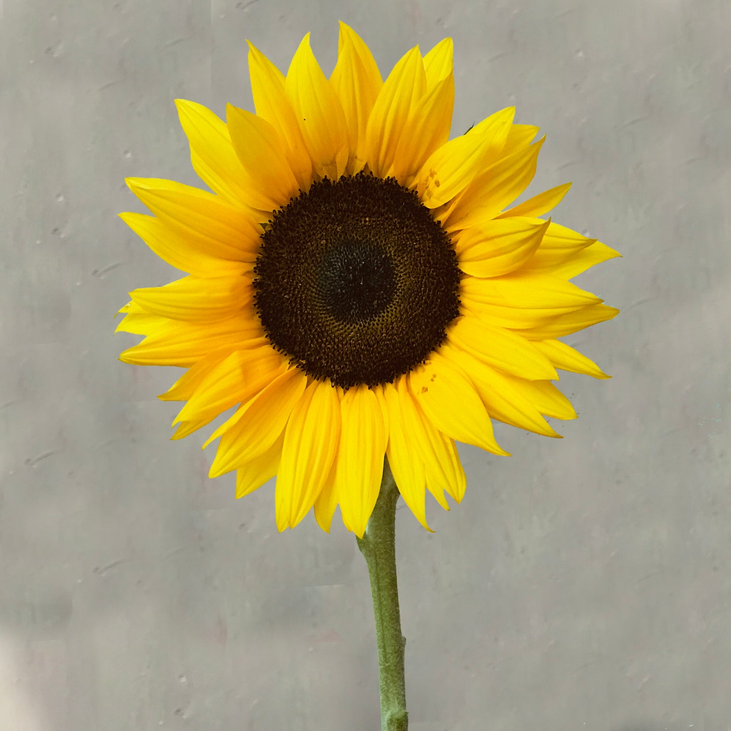 Girasol