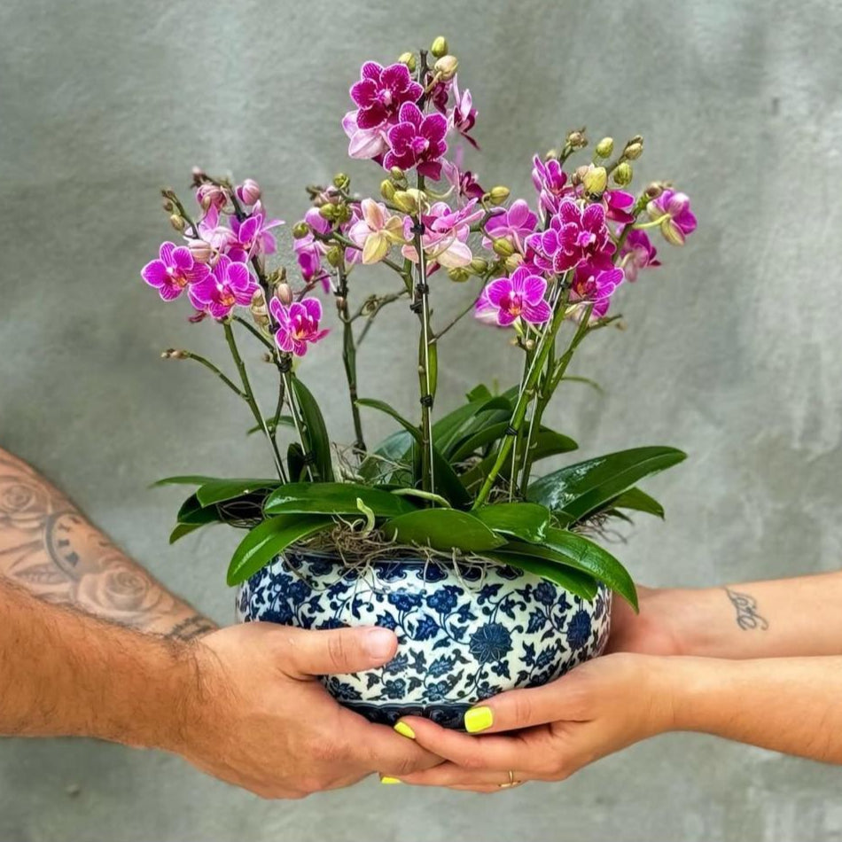 ORQUIDEAS MINI