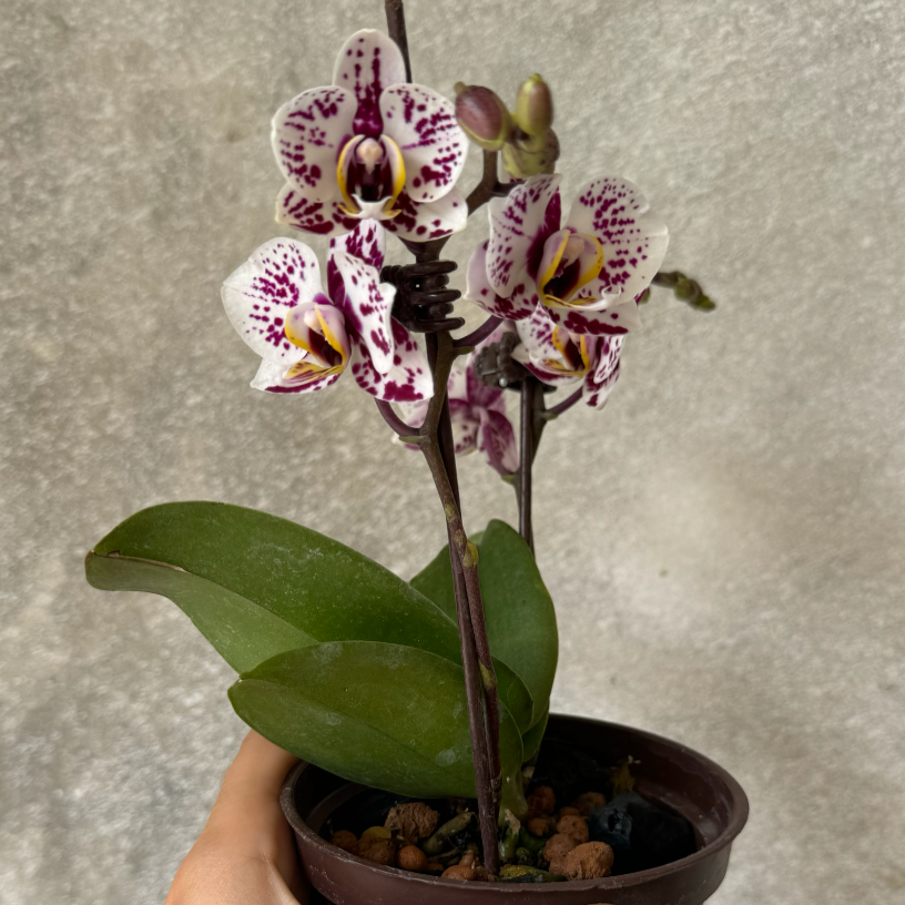 ORQUIDEAS MINI