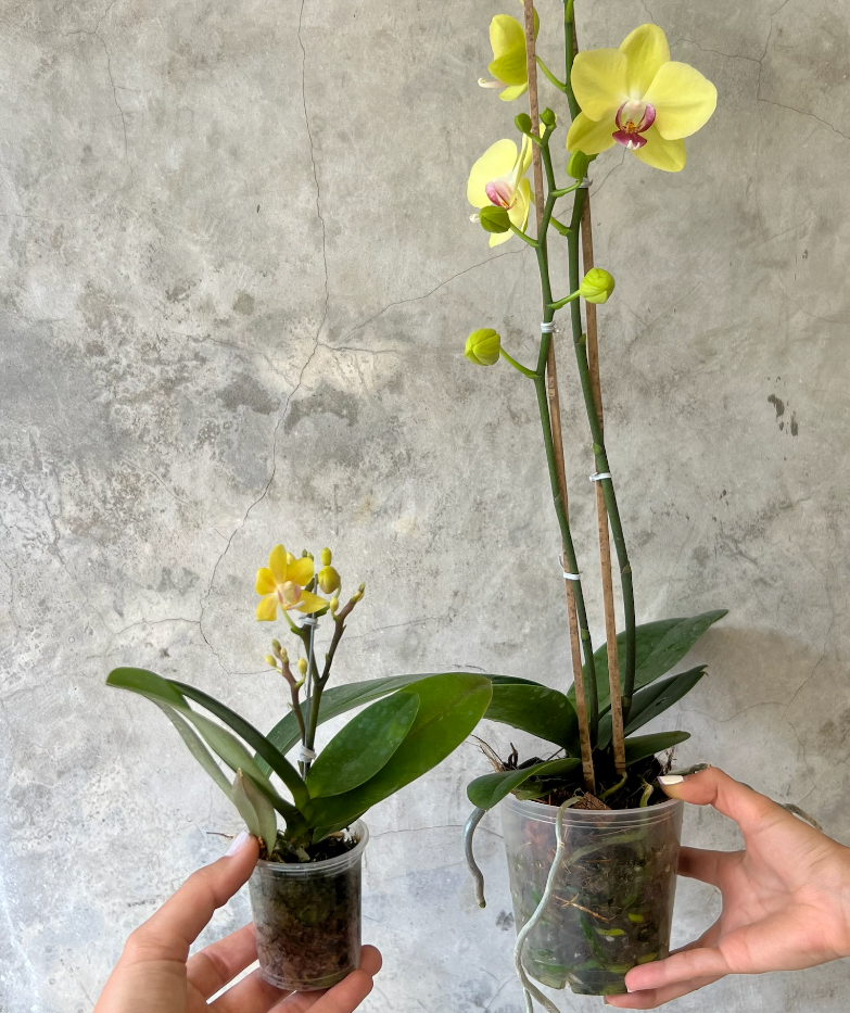 ORQUIDEAS MINI