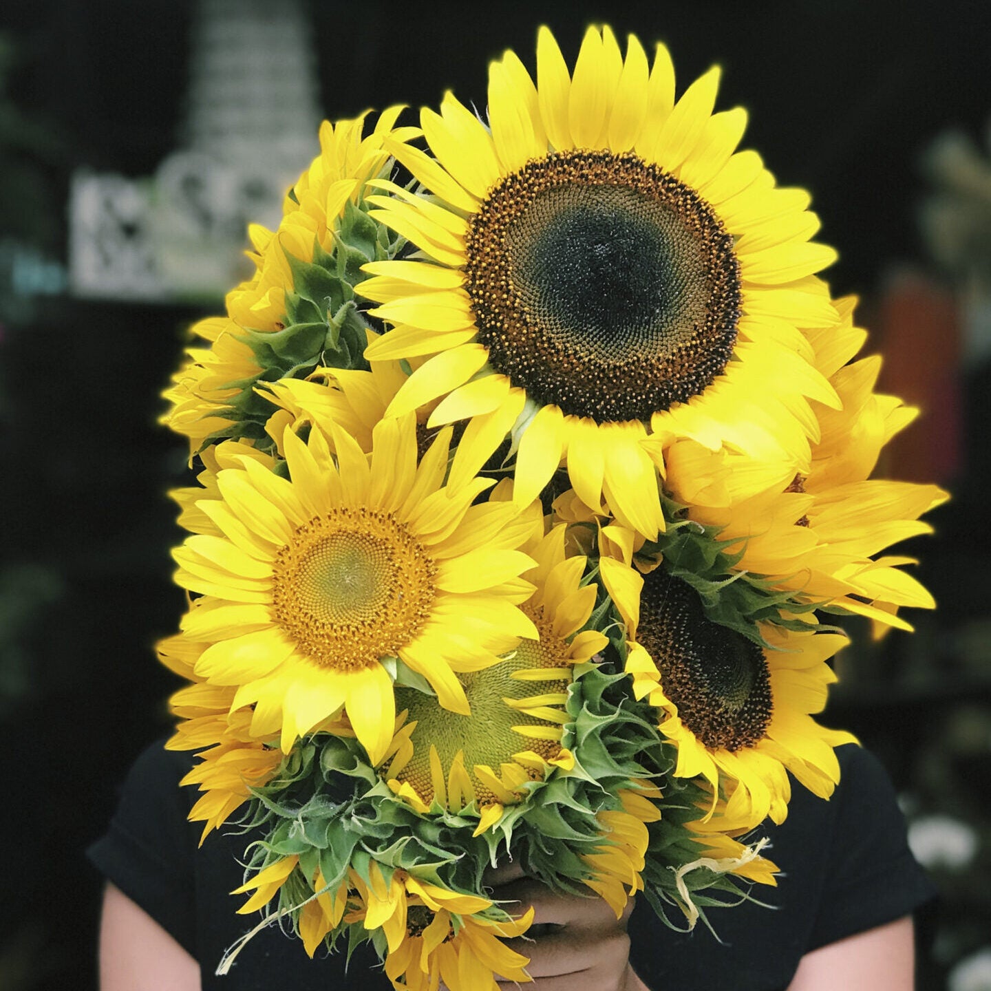 Girasol