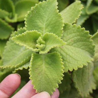 Oregano Orejon