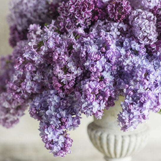Lilacs