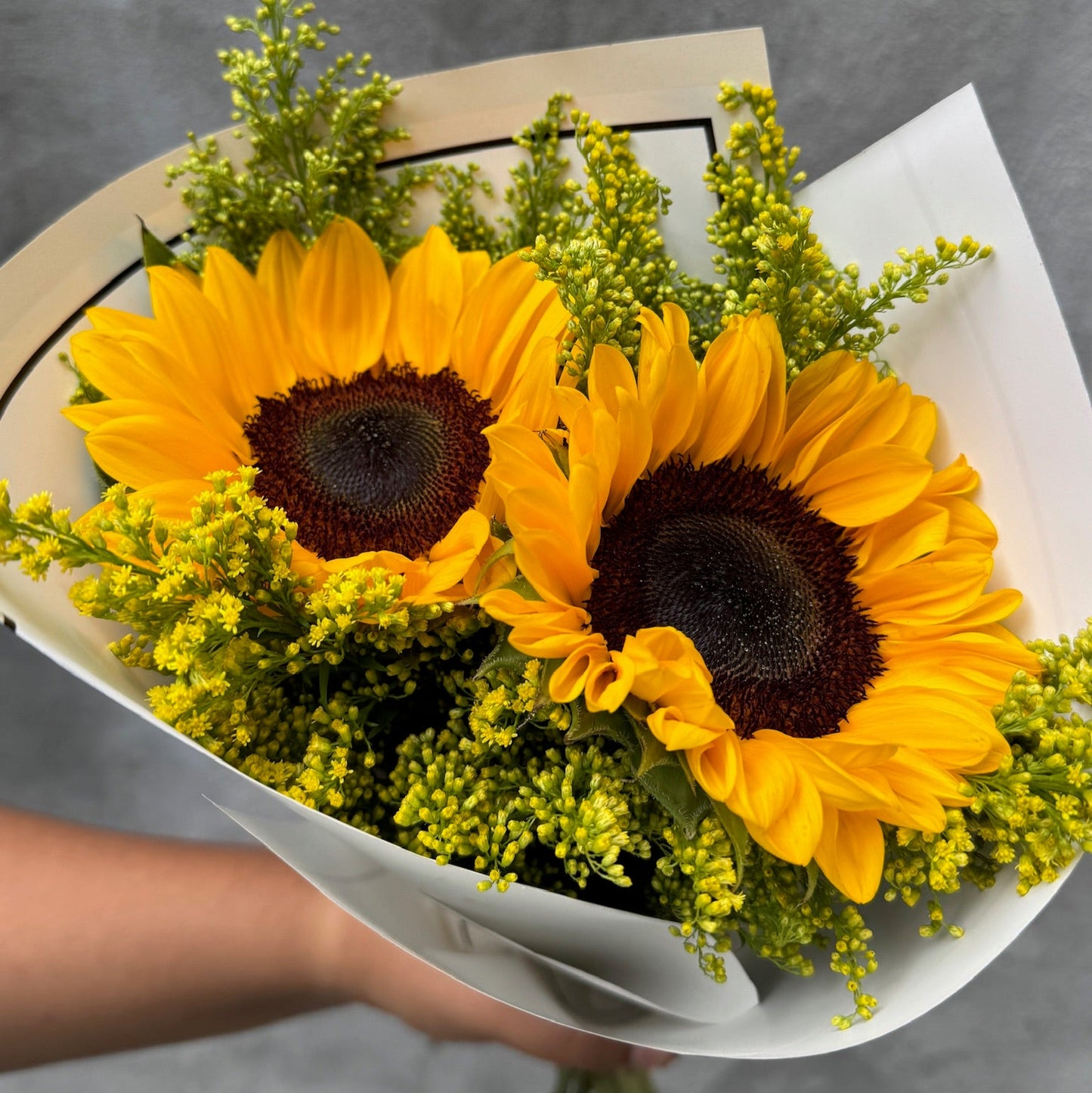 Girasol
