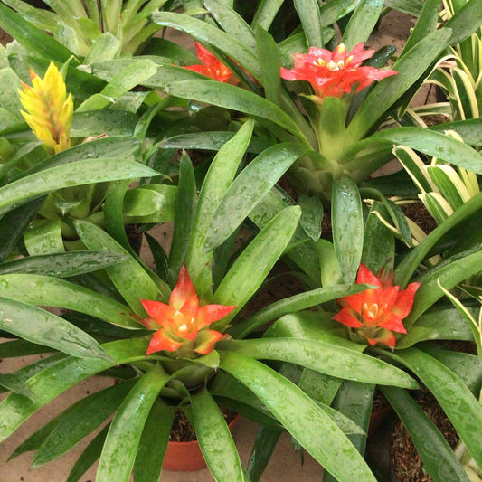 Bromelias