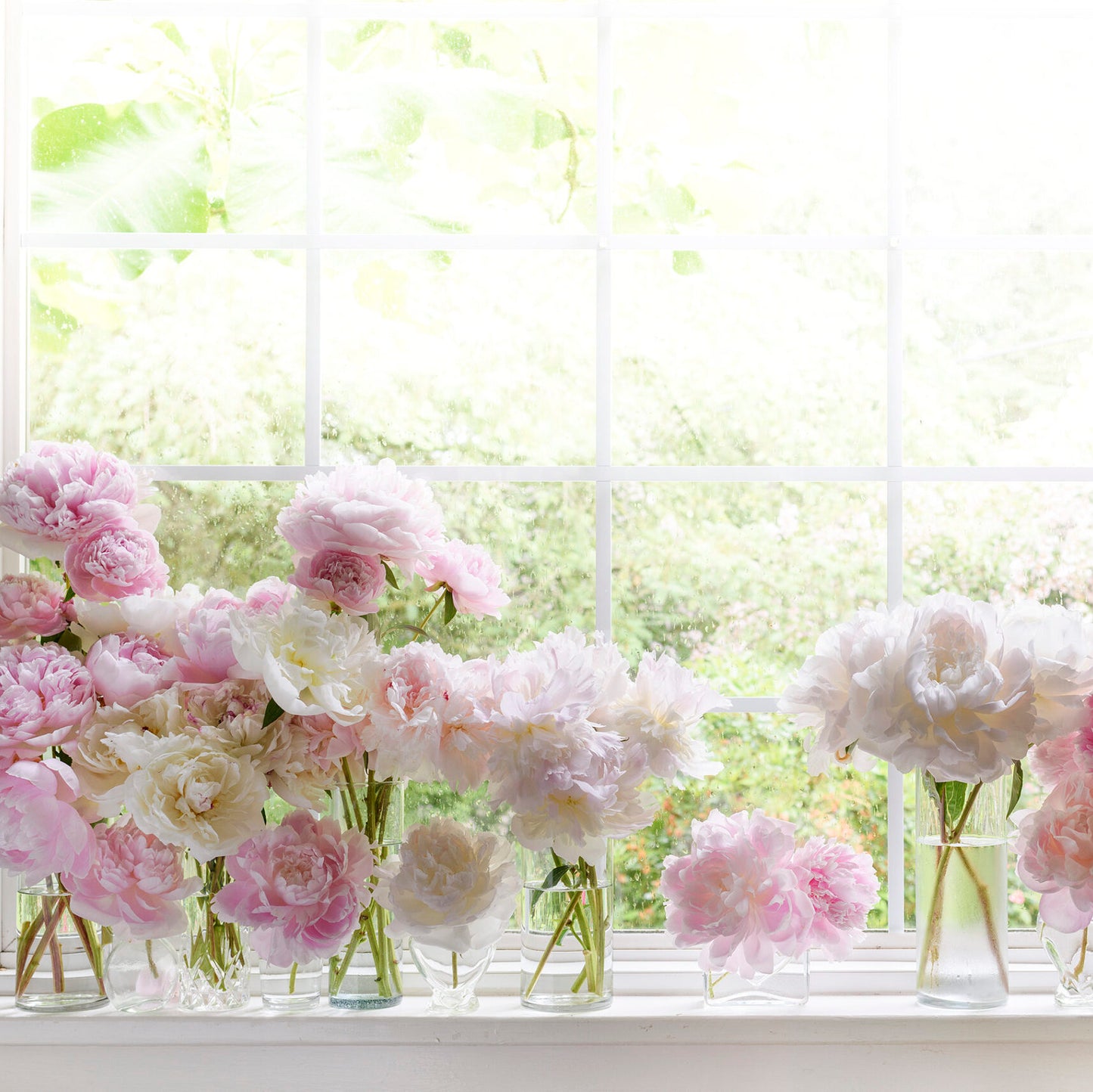 Peonies
