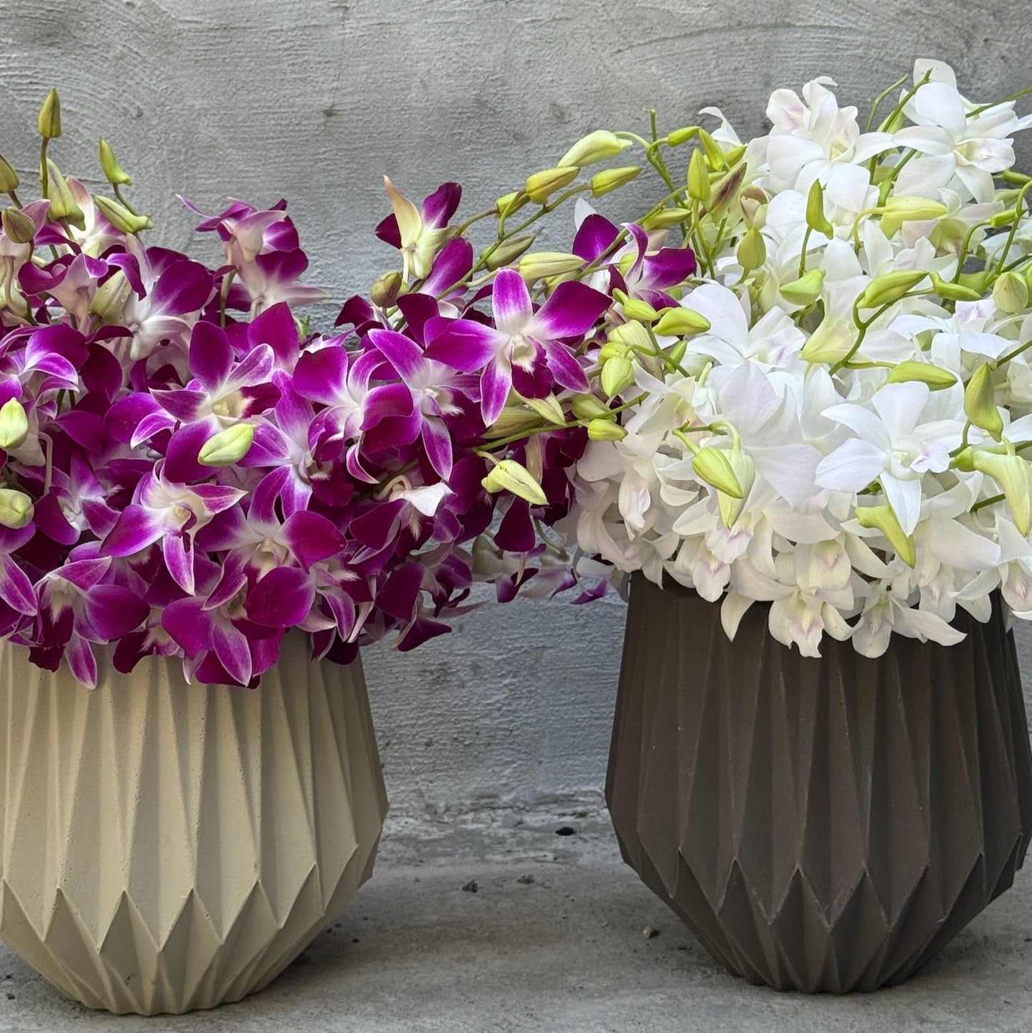 Dendrobium