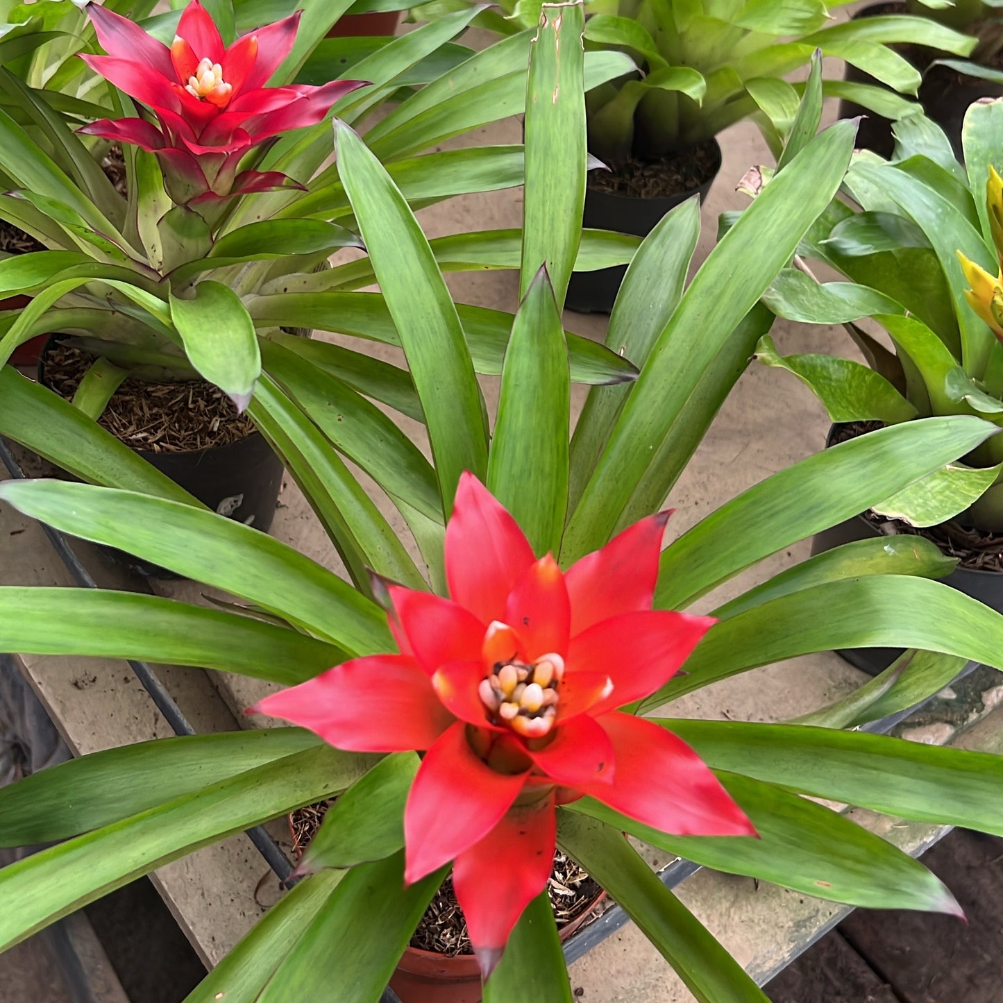 Bromelias