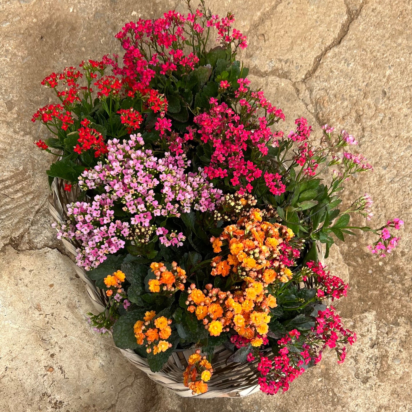 KALANCHOE P15