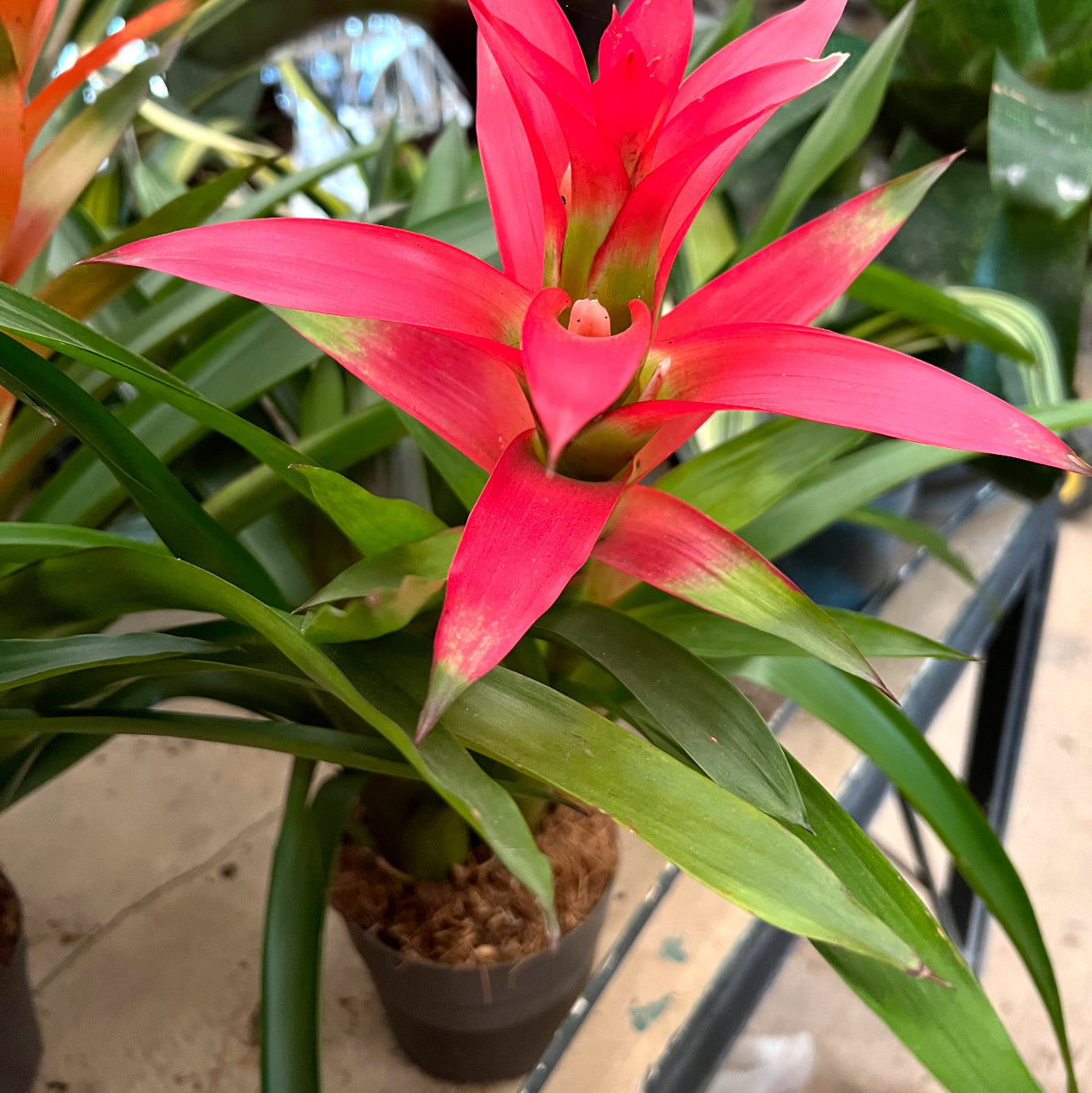Bromelias