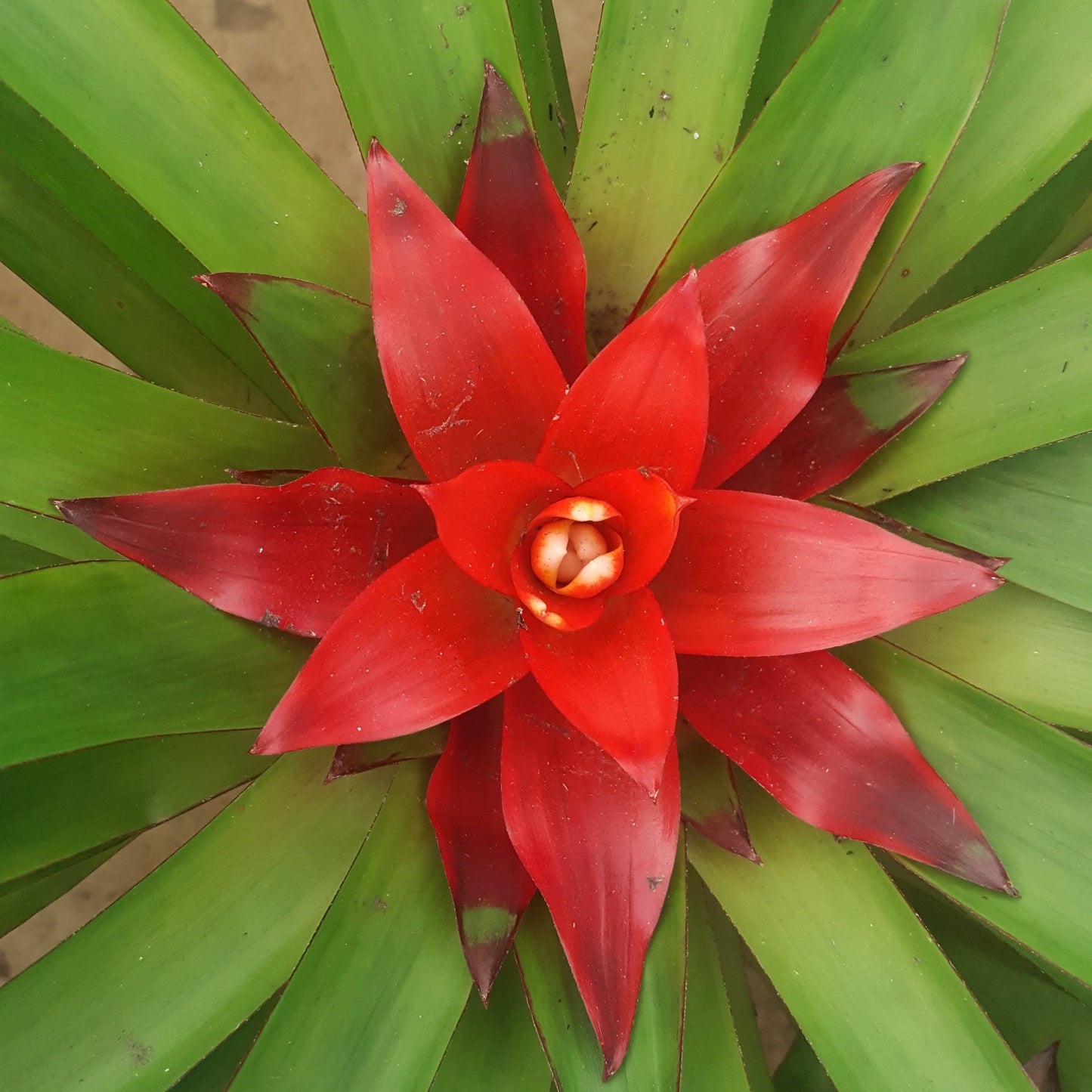 Bromelias