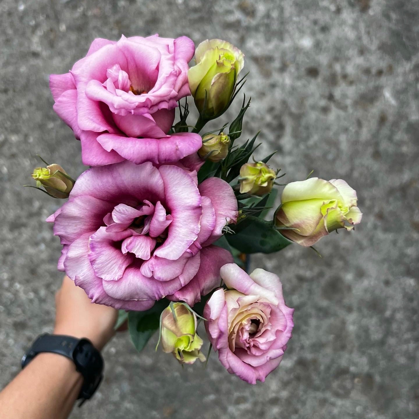 Lisianthus