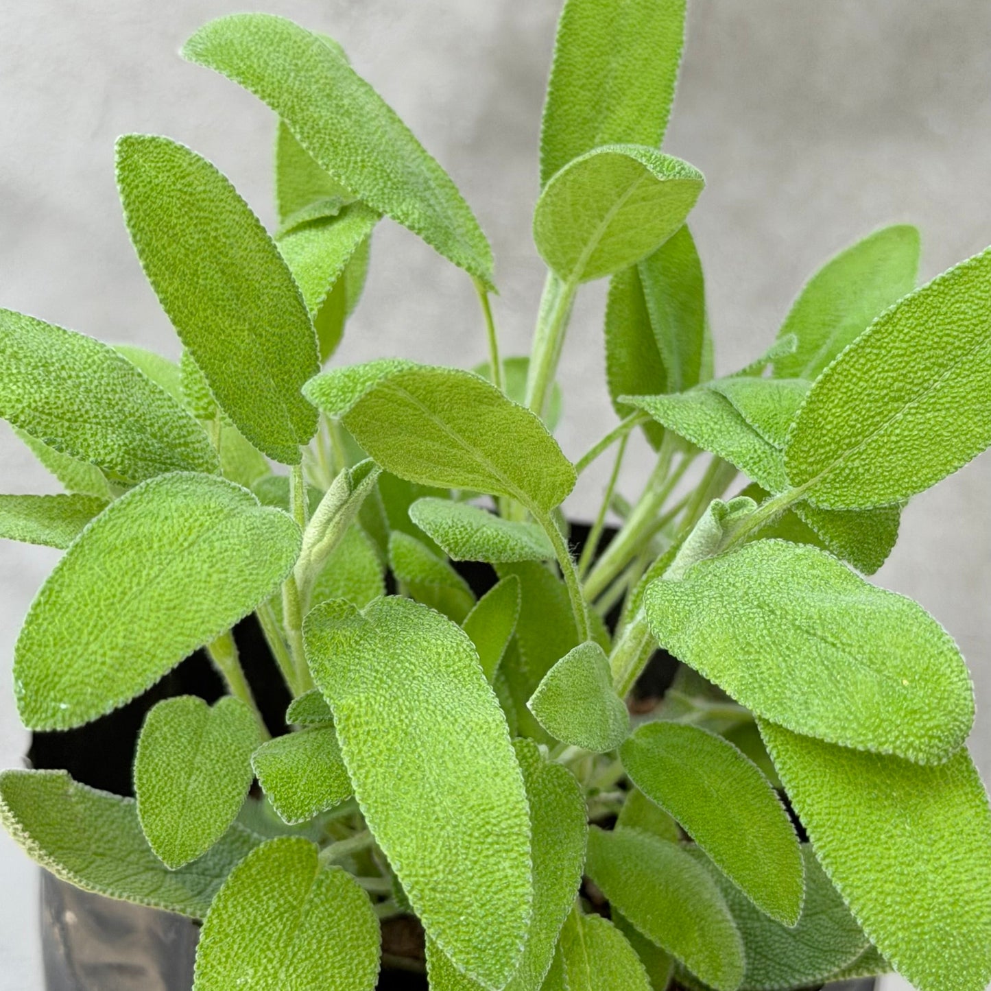 Salvia