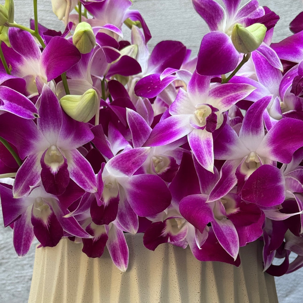 Dendrobium