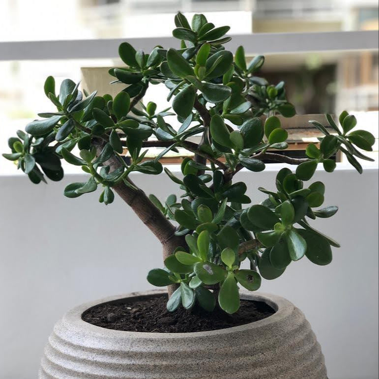 JADE BM