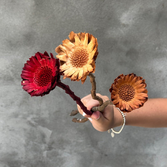 Girasol preservado