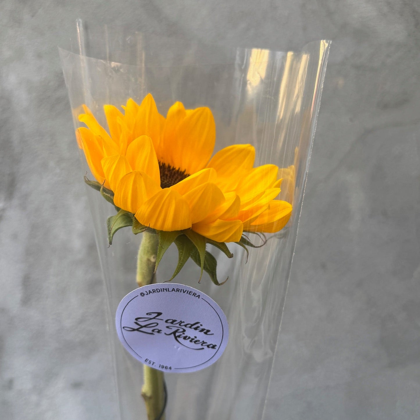 Girasol