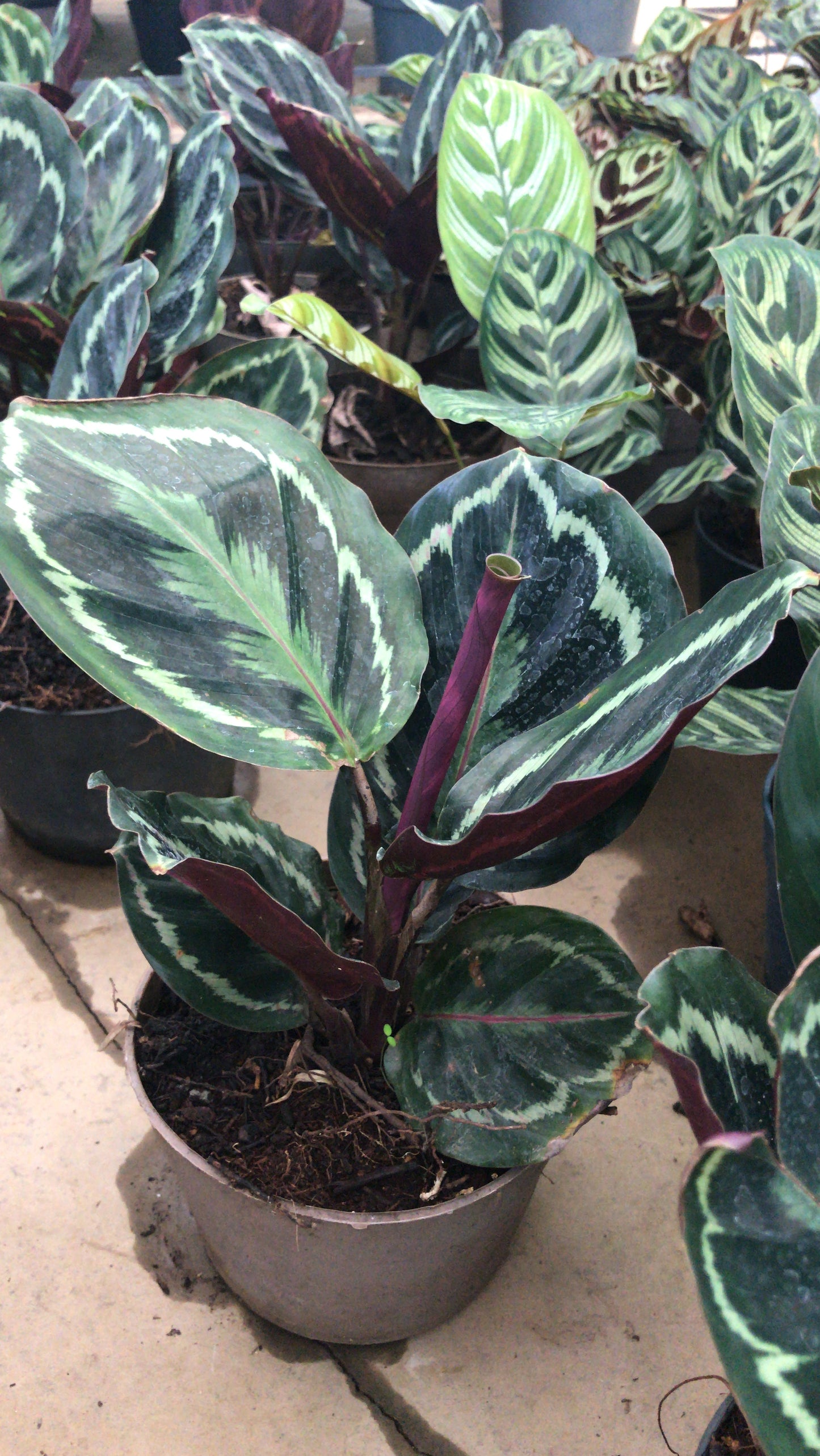 CALATHEAS BG