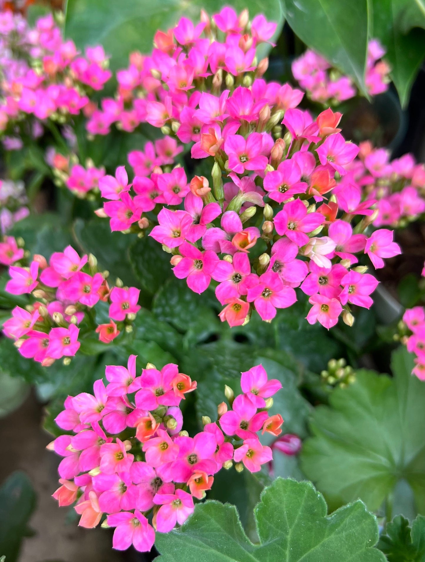 KALANCHOE P15