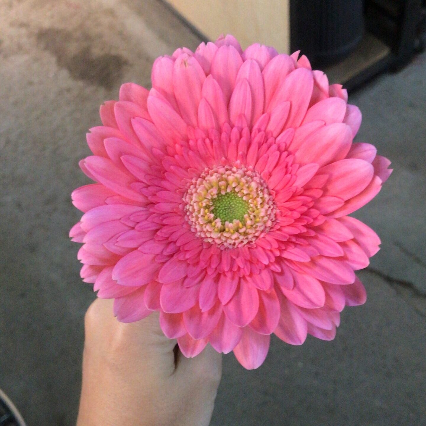 Gerberas