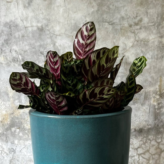 CALATHEAS BG