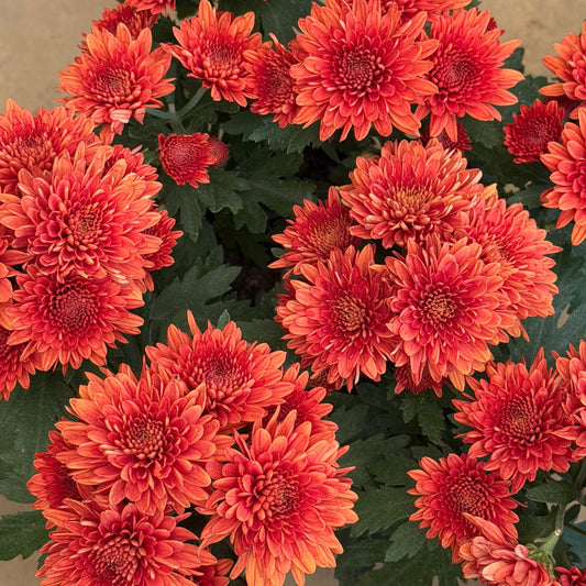 Margarita / Crisantemos