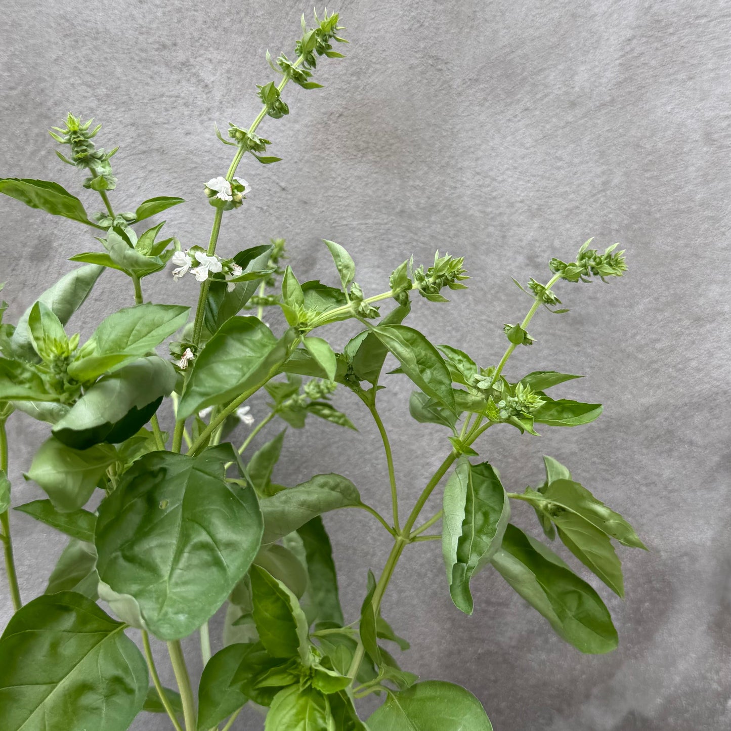 Albahaca