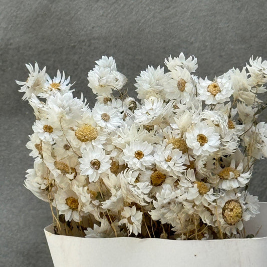 Margarita preservada