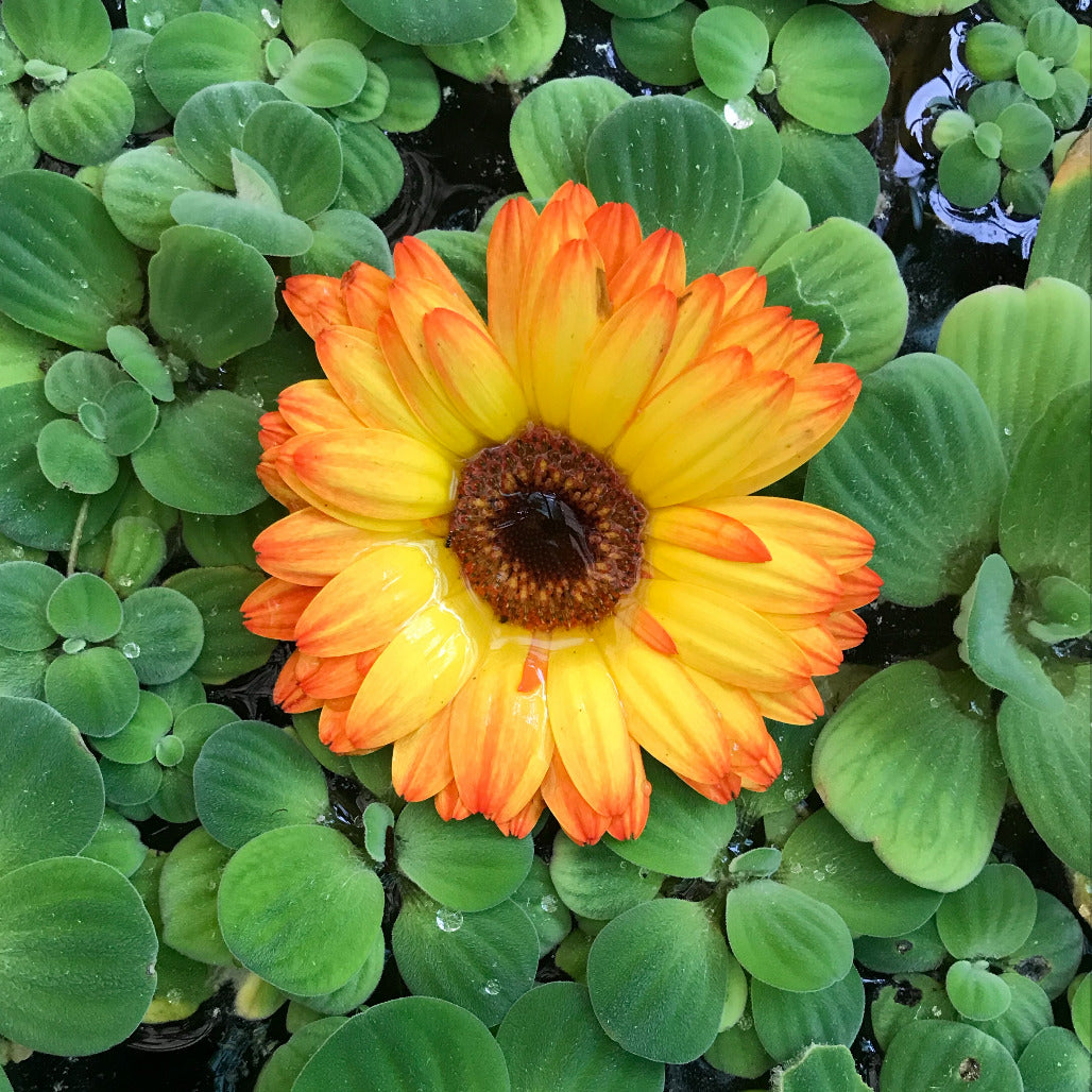 Gerberas