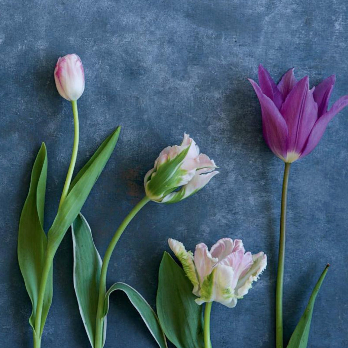 Tulips
