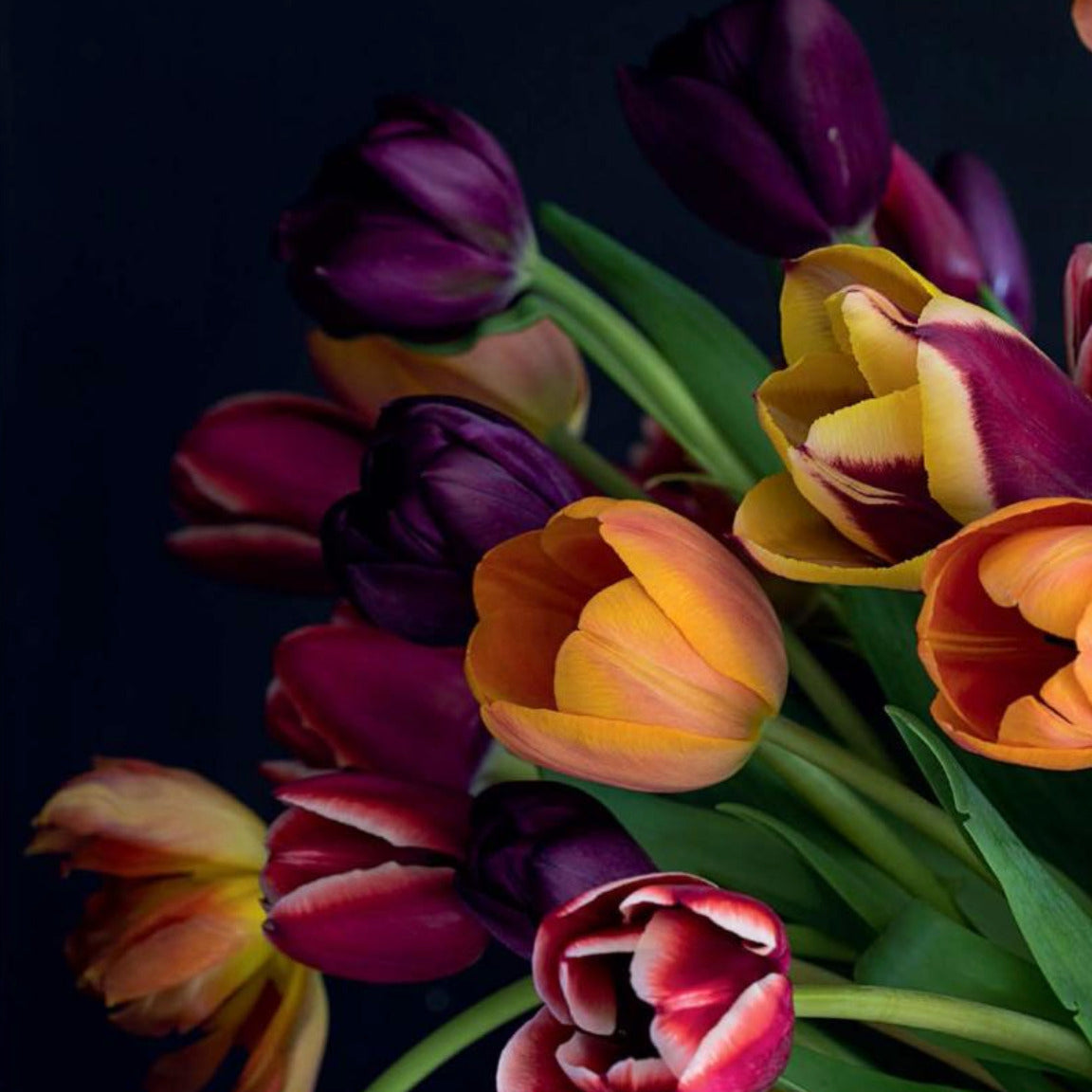 Tulips