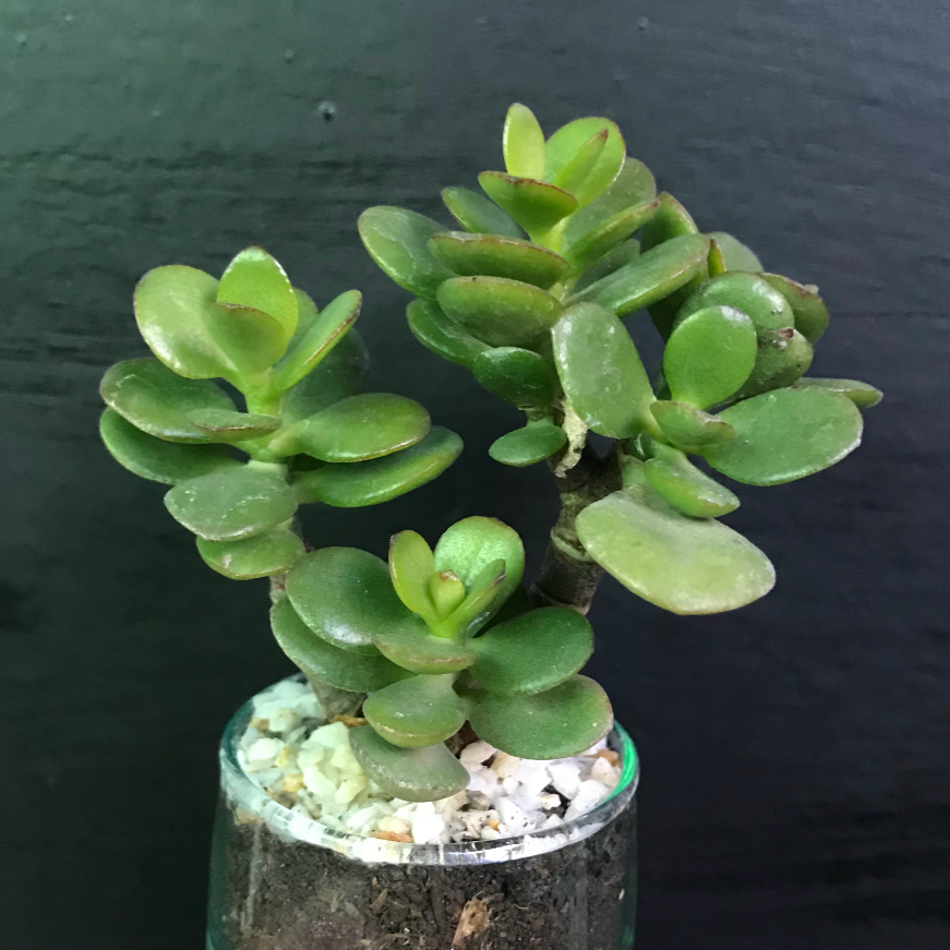 JADE BM