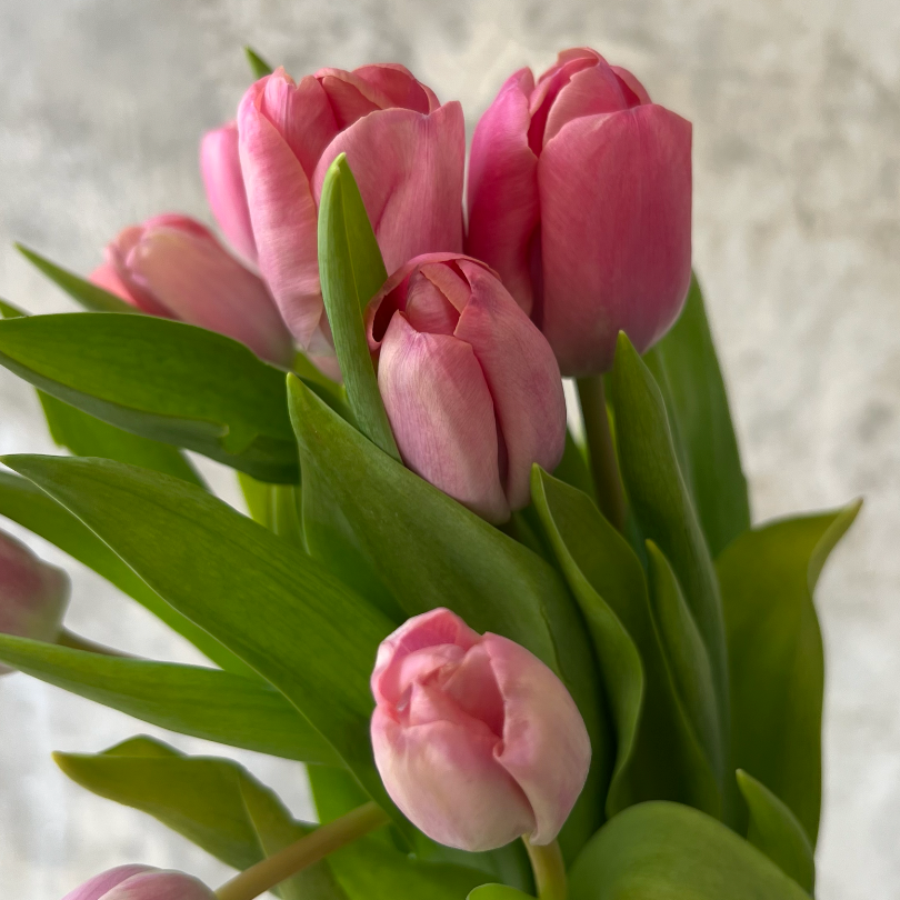 Tulipanes