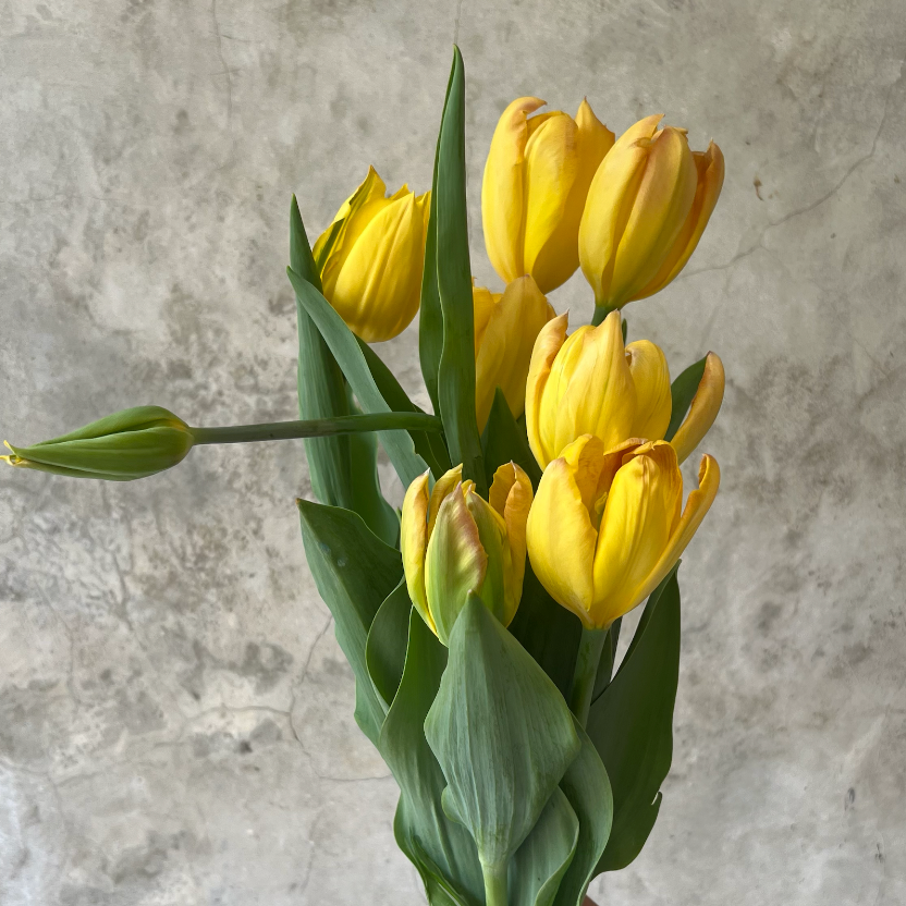 Tulipanes