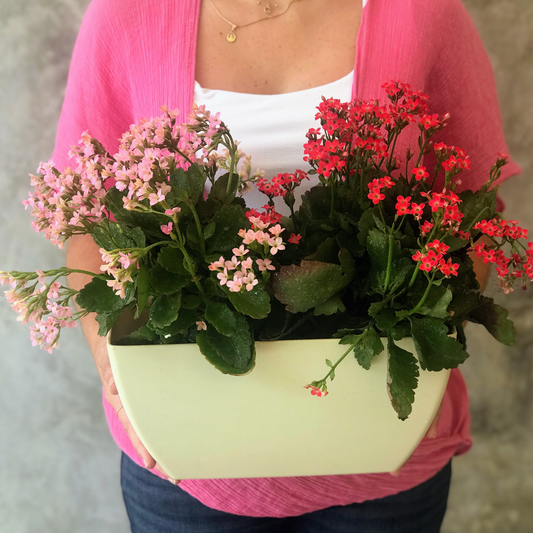 KALANCHOE P15