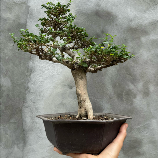 BONSAI FICUS HEXAGONAL