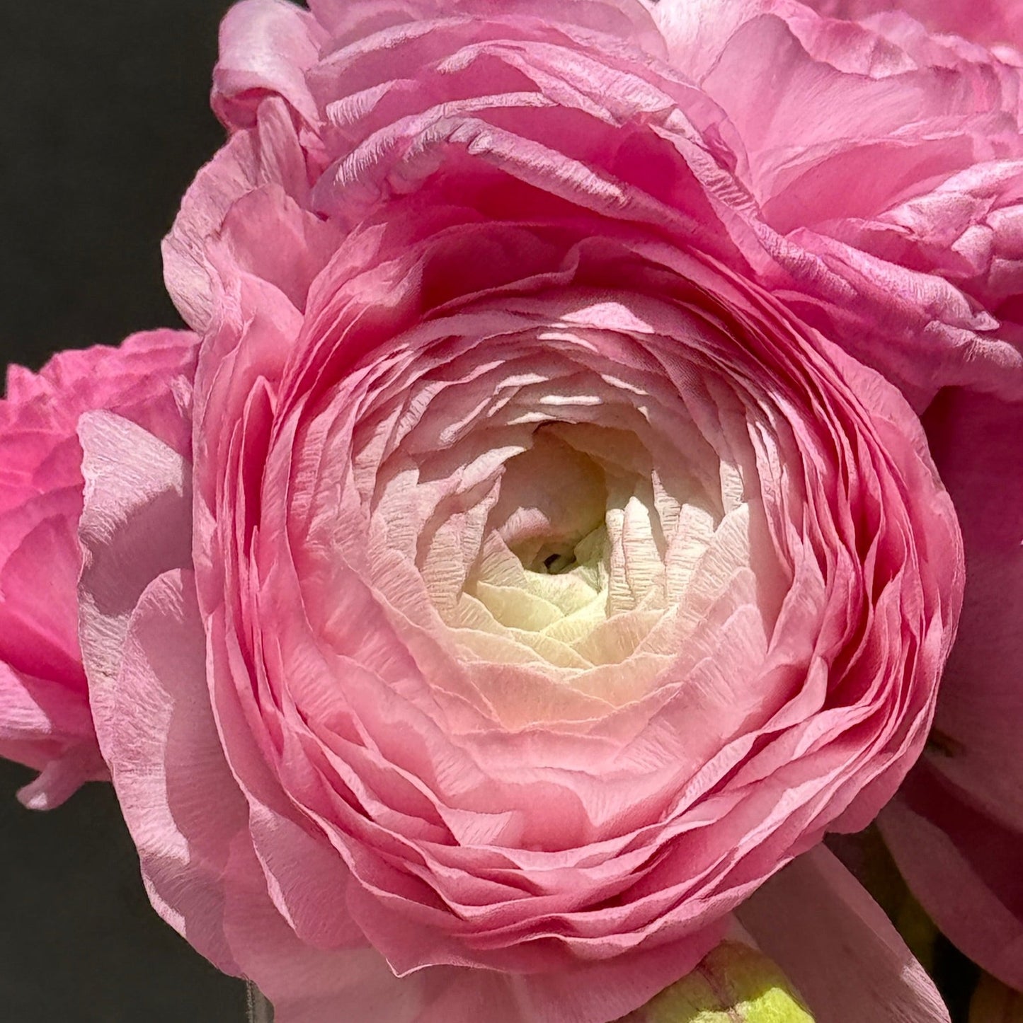 Ranunculus