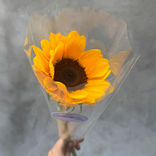 Girasol