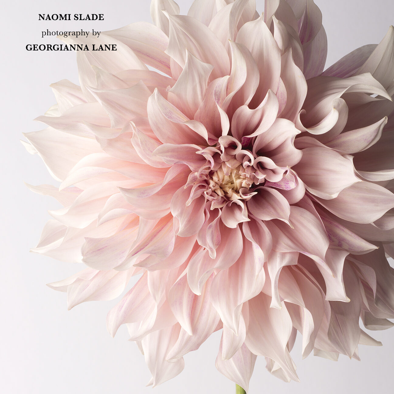 Dahlias