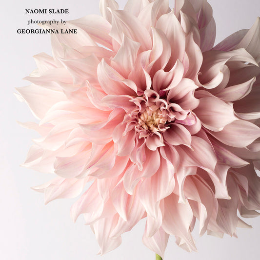 Dahlias