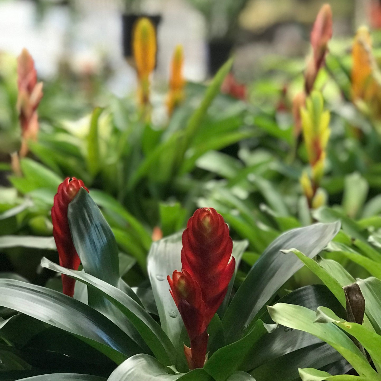Bromelias
