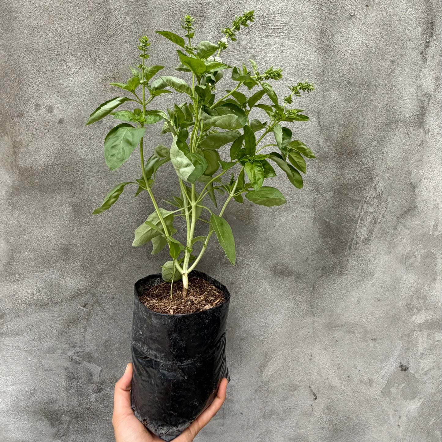 Albahaca