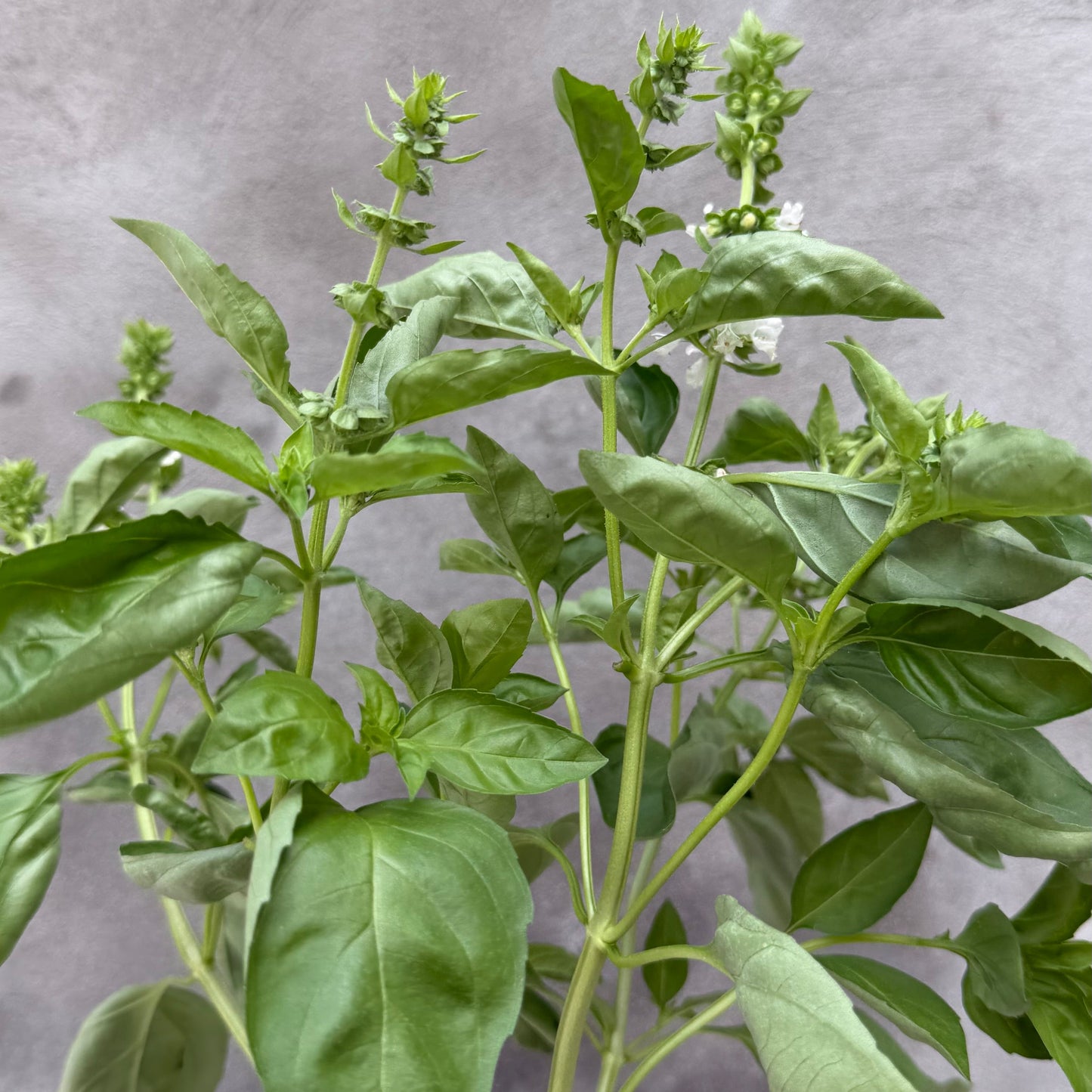 Albahaca