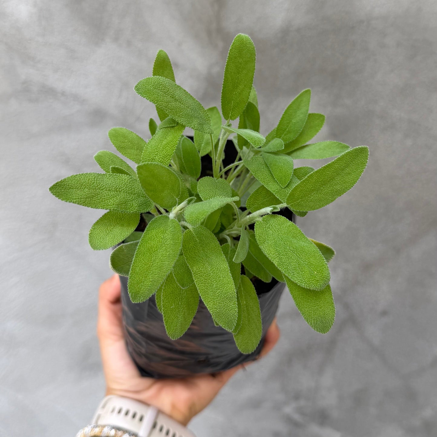 Salvia